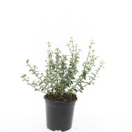 Euonymus fort. 'Emerald Gaiety' geen maat specificatie cont. 1,5L - afbeelding 2