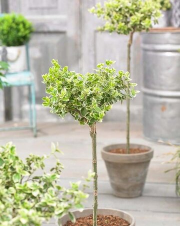 Euonymus fort. 'Emerald Gaiety' geen maat specificatie 0,55L/P9cm - afbeelding 11