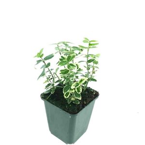 Euonymus fort. 'Emerald Gaiety' geen maat specificatie 0,55L/P9cm - afbeelding 4