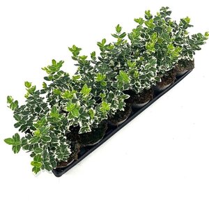 Euonymus fort. 'Emerald Gaiety' geen maat specificatie 0,55L/P9cm - afbeelding 1