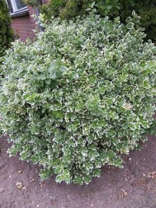 Euonymus fort. 'Emerald Gaiety' geen maat specificatie 0,55L/P9cm - afbeelding 10