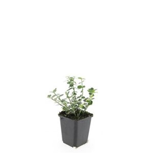 Euonymus fort. 'Emerald Gaiety' geen maat specificatie 0,55L/P9cm - afbeelding 2