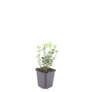 Euonymus fort. 'Emerald Gaiety' geen maat specificatie 0,55L/P9cm - afbeelding 6