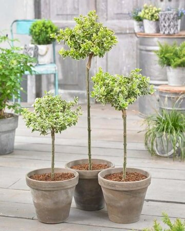 Euonymus fort. 'Emerald Gaiety' geen maat specificatie 0,55L/P9cm - afbeelding 9