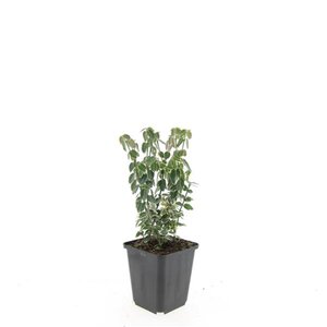 Euonymus fort. 'Emerald Gaiety' geen maat specificatie 0,55L/P9cm - afbeelding 12