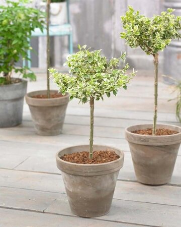 Euonymus fort. 'Emerald Gaiety' geen maat specificatie 0,55L/P9cm - afbeelding 7