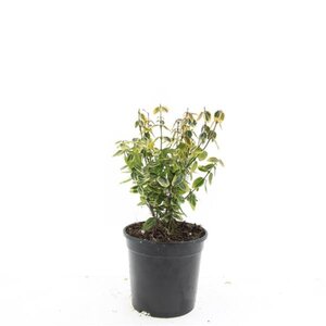 Euonymus fort. 'Emerald 'n' Gold' geen maat specificatie cont. 1,5L - afbeelding 3