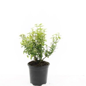 Euonymus fort. 'Emerald 'n' Gold' geen maat specificatie cont. 1,5L - afbeelding 4