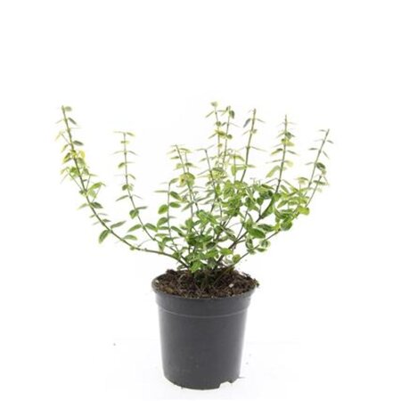 Euonymus fort. 'Emerald 'n' Gold' geen maat specificatie cont. 1,5L - afbeelding 5