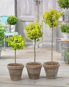 Euonymus fort. 'Emerald 'n' Gold' geen maat specificatie 0,55L/P9cm - afbeelding 9