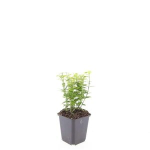 Euonymus fort. 'Emerald 'n' Gold' geen maat specificatie 0,55L/P9cm - afbeelding 5