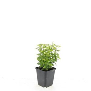 Euonymus fort. 'Emerald 'n' Gold' geen maat specificatie 0,55L/P9cm - afbeelding 2