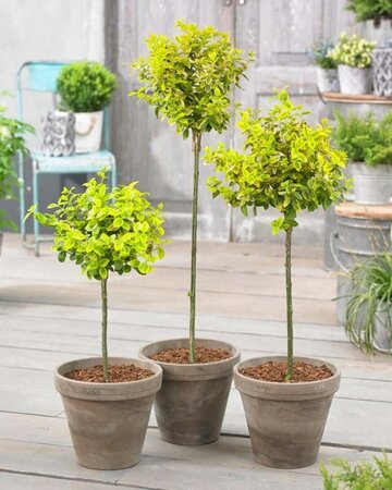 Euonymus fort. 'Emerald 'n' Gold' geen maat specificatie 0,55L/P9cm - afbeelding 6