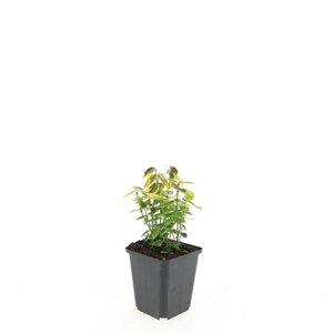 Euonymus fort. 'Emerald 'n' Gold' geen maat specificatie 0,55L/P9cm - afbeelding 11