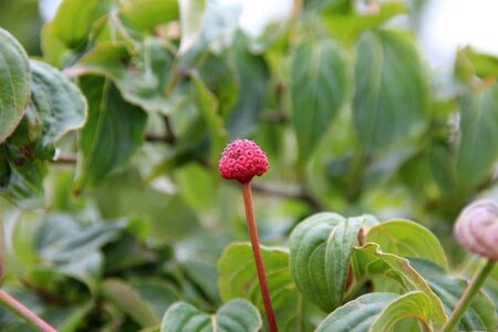 Cornus k. 'Satomi' 60-80 cm met kluit - afbeelding 1