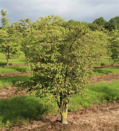 Cornus k. 'Satomi' 60-80 cm met kluit - afbeelding 2