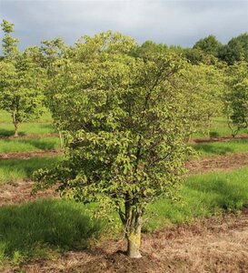 Cornus k. 'Satomi' 60-80 cm met kluit - afbeelding 2