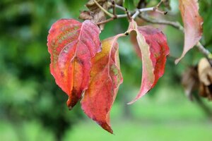 Cornus k. 'Satomi' 60-80 cm met kluit - afbeelding 3