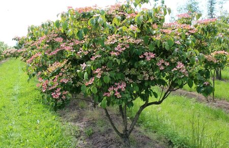 Cornus k. 'Satomi' 60-80 cm met kluit - afbeelding 4