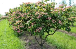 Cornus k. 'Satomi' 60-80 cm met kluit - afbeelding 4