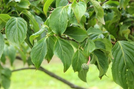 Cornus k. 'Satomi' 60-80 cm met kluit - afbeelding 6