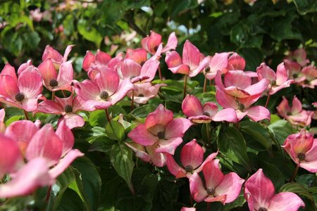 Cornus k. 'Satomi' 60-80 cm met kluit - afbeelding 7