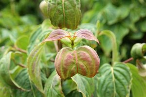 Cornus k. 'Satomi' 60-80 cm met kluit - afbeelding 8