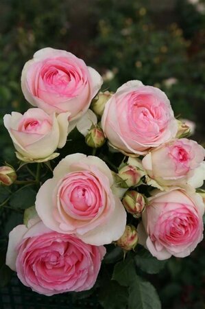 Rosa (T) Eden Rose 85®  'Pierre de Ronsard®' geen maat specificatie container - afbeelding 1