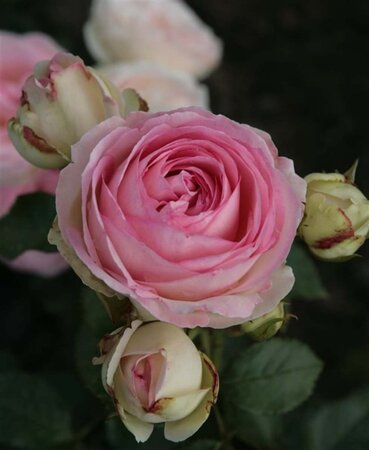 Rosa (T) Eden Rose 85®  'Pierre de Ronsard®' geen maat specificatie container - afbeelding 2