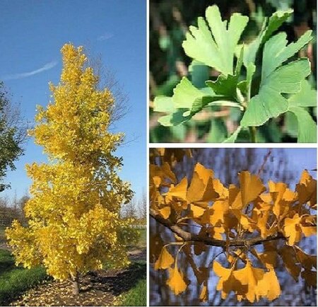 Ginkgo bil. 'Princeton Sentry' 6-8 cm met kluit geveerd - afbeelding 1