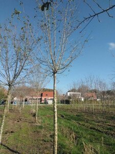 Prunus d. 'Hauszwetsche' = 'Altesse Simple' 25-30 Hoogstam draadkluit 4 X verplant - afbeelding 3