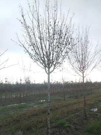 Prunus d. 'Hauszwetsche' = 'Altesse Simple' 25-30 Hoogstam draadkluit 4 X verplant - afbeelding 1