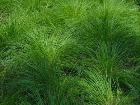 Carex montana geen maat specificatie 0,55L/P9cm