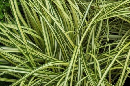 Carex morrowii Vanilla Ice geen maat specificatie 0,55L/P9cm