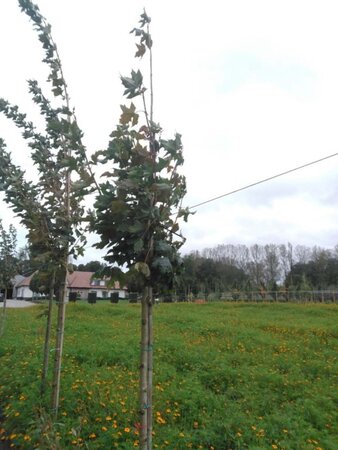 Acer plat. 'Emerald Queen' 10-12 Hoogstam wortelgoed