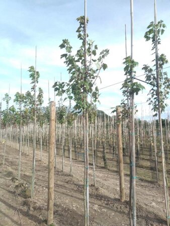 Acer rubrum 'October Glory' 6-8 Hoogstam wortelgoed - afbeelding 2