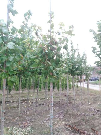 Acer rubrum 'October Glory' 6-8 Hoogstam wortelgoed - afbeelding 7