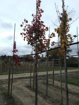 Acer rubrum 'October Glory' 6-8 Hoogstam wortelgoed - afbeelding 3