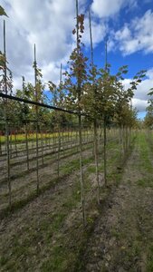 Acer rubrum 'October Glory' 6-8 Hoogstam wortelgoed - afbeelding 4