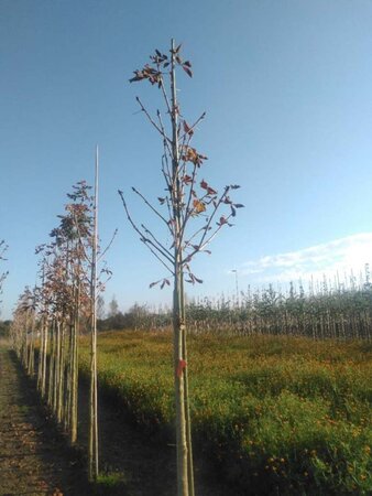 Aesculus hip. 'Baumannii' 16-18 Hoogstam draadkluit 3 X verplant - afbeelding 4