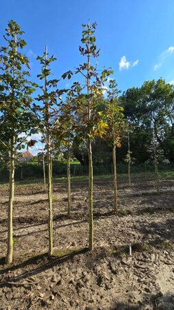 Aesculus hip. 'Baumannii' 16-18 Hoogstam draadkluit 3 X verplant - afbeelding 2