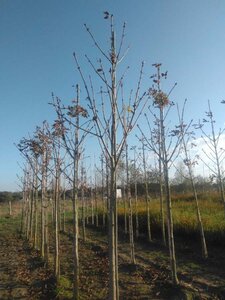 Aesculus hip. 'Baumannii' 18-20 Hoogstam draadkluit 3 X verplant - afbeelding 3