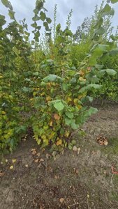 Corylus avellana 175-200 cm met kluit solitair - afbeelding 4