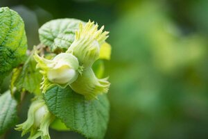 Corylus avellana 175-200 cm met kluit solitair - afbeelding 2