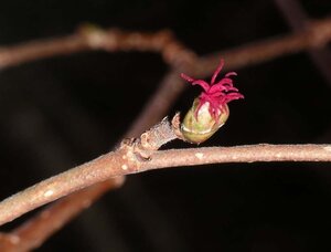 Corylus avellana 175-200 cm met kluit solitair - afbeelding 3