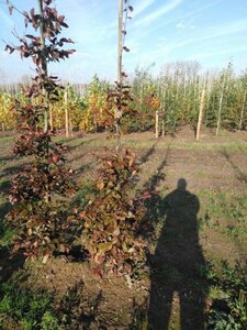 Fagus syl. 'Atropunicea' 150-175 cm wortelgoed geveerd - afbeelding 3