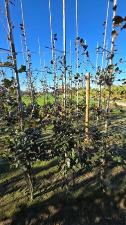 Fagus syl. 'Atropunicea' 175-200 cm wortelgoed geveerd - afbeelding 3