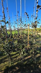 Fagus syl. 'Atropunicea' 175-200 cm wortelgoed geveerd - afbeelding 3