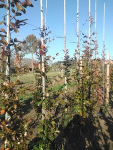 Fagus syl. 'Atropunicea' 200-250 cm wortelgoed geveerd - afbeelding 5