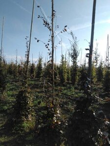 Fagus syl. 'Atropunicea' 200-250 cm wortelgoed geveerd - afbeelding 4